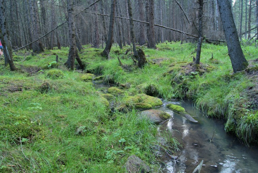 Ельник, с.Онгудай, Онгудайский район, Республика Алтай - Виктория Чагина