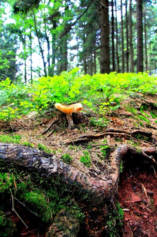 In the Czech forest - Оксана Рыськова