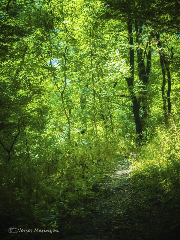 В лесу - Nerses Matinyan