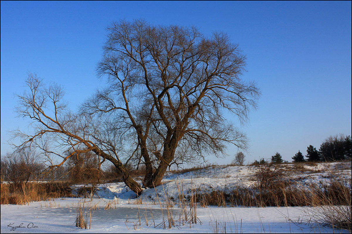 Дерево у речки. - . Олег... Дерево у речки. - . Олег...