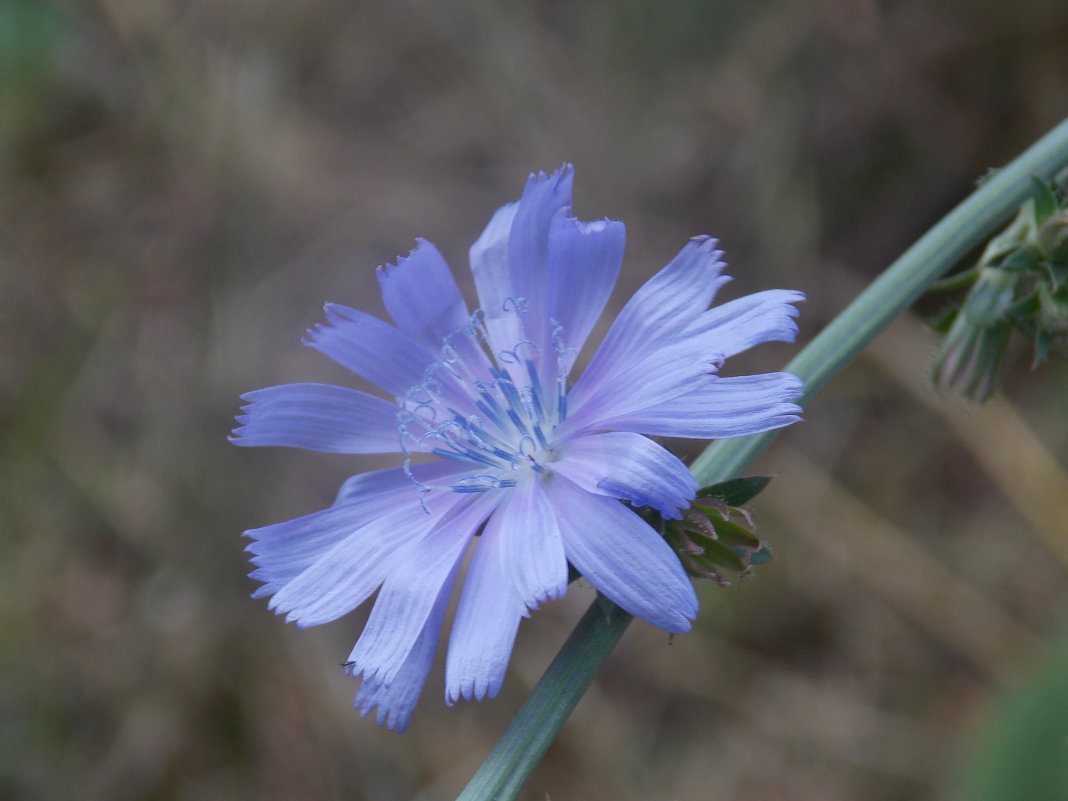 Синее мгновение. - Анастасия Ляхина