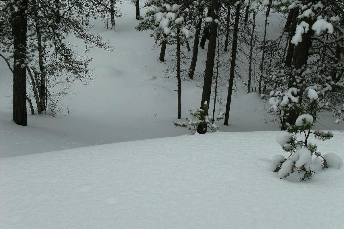 Где же ты, кудесница-зима?! - Ирина Л Где же ты, кудесница-зима?! - Ирина Л