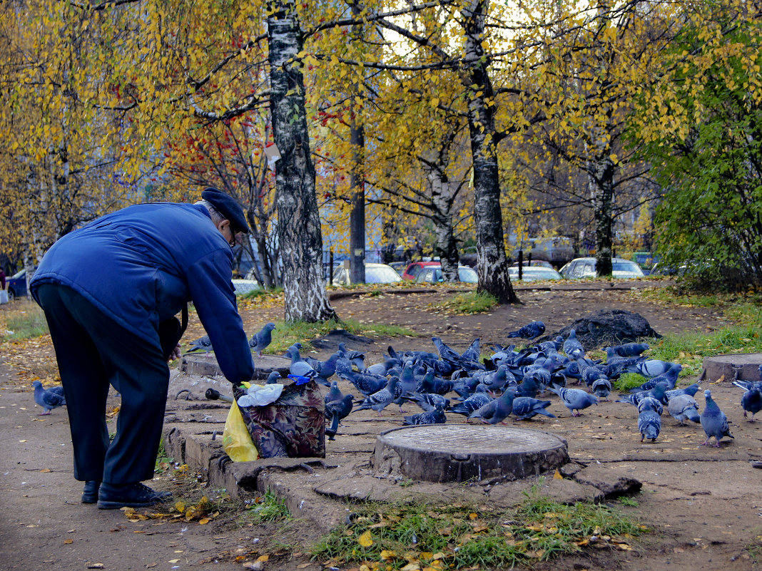 городские сизари - gribushko грибушко Николай