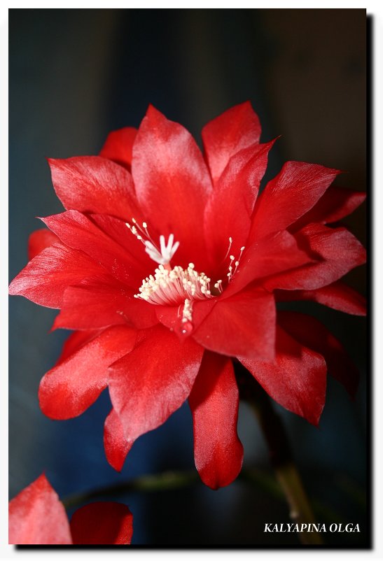 Цветы  эпифиллума. - Olga Kalyapina