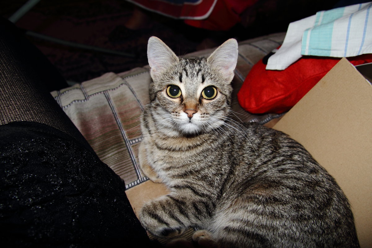 Мусьен - Дмитрий Гоголев