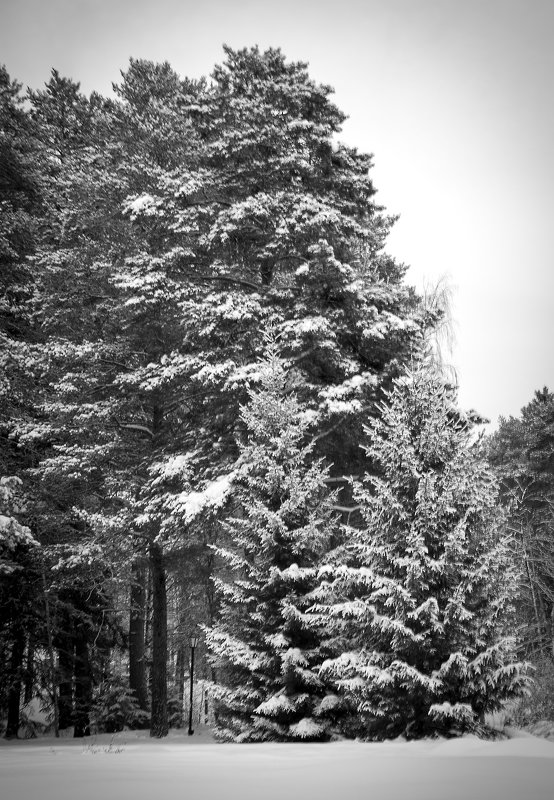 *** - Алексей Анфёров