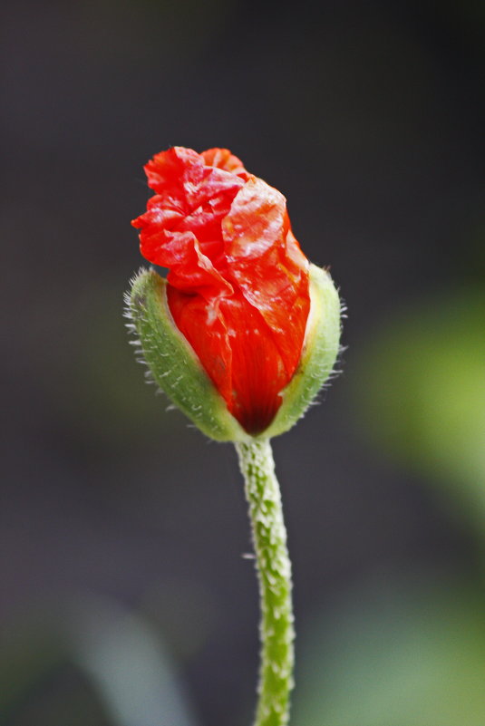 Мак - Вячеслав 