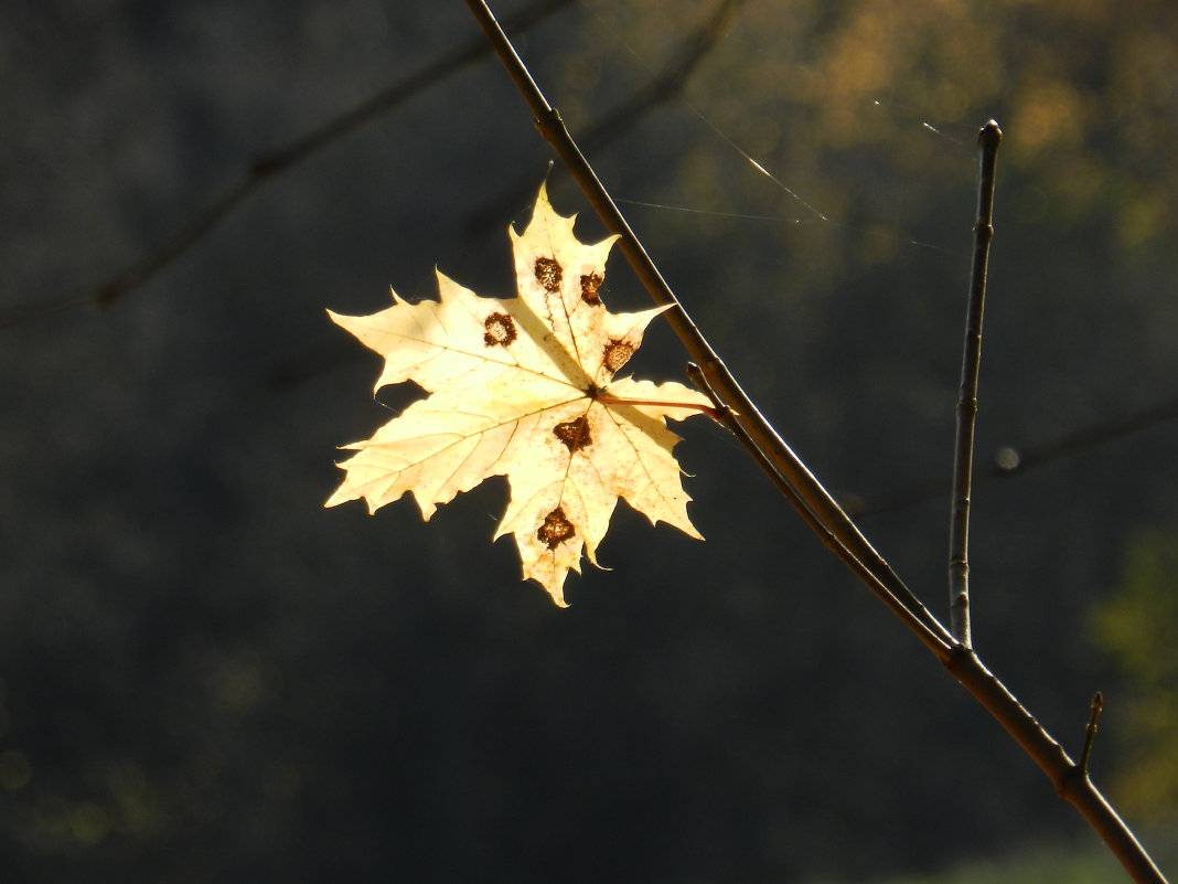 Autumn 13 - АННА 