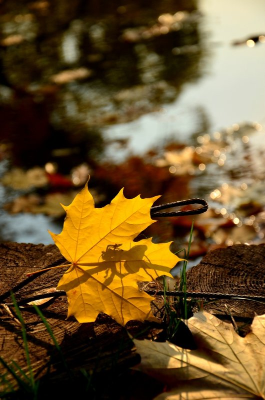 загадка - Lisa Buzova