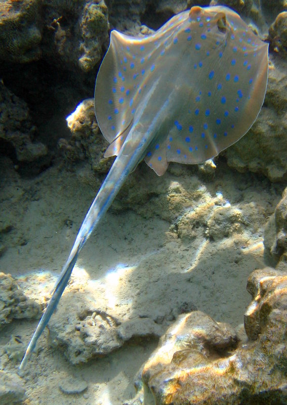 Рыба 6 - PERDOFF 