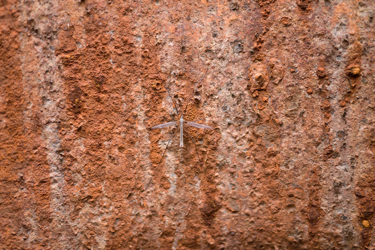 какое-то насекомое - Катя Шерабурко