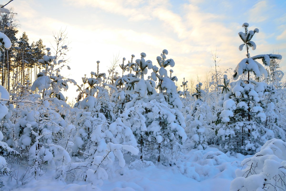 Зимний лес - Аркадий Алямовский Зимний лес - Аркадий Алямовский