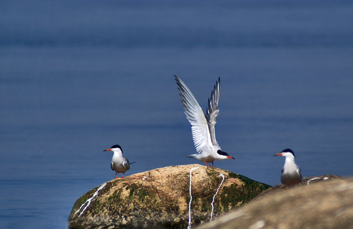 Приглашение к диалогу - Irina -
