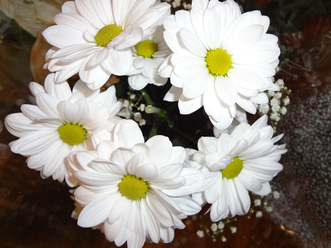 Хризантема - Ирина 