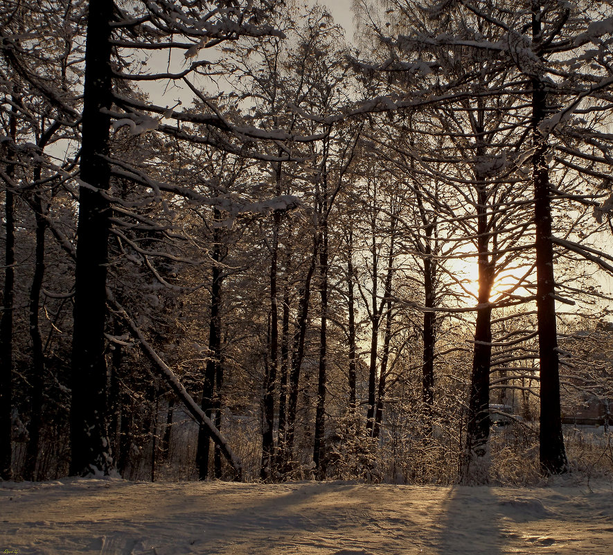 В вечернем бору... - Юрий Цыплятников В вечернем бору... - Юрий Цыплятников