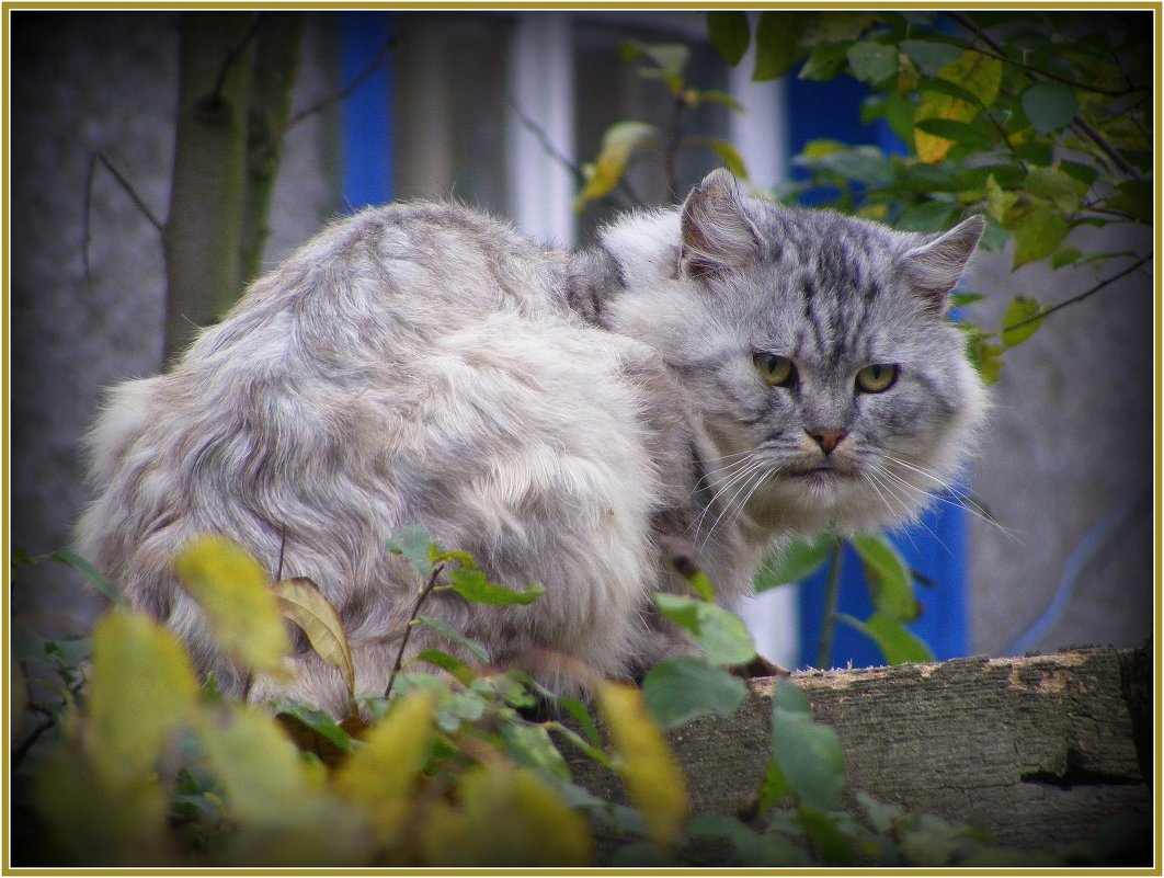 Смотрящий на раёне... ;) - Владимир Секерко