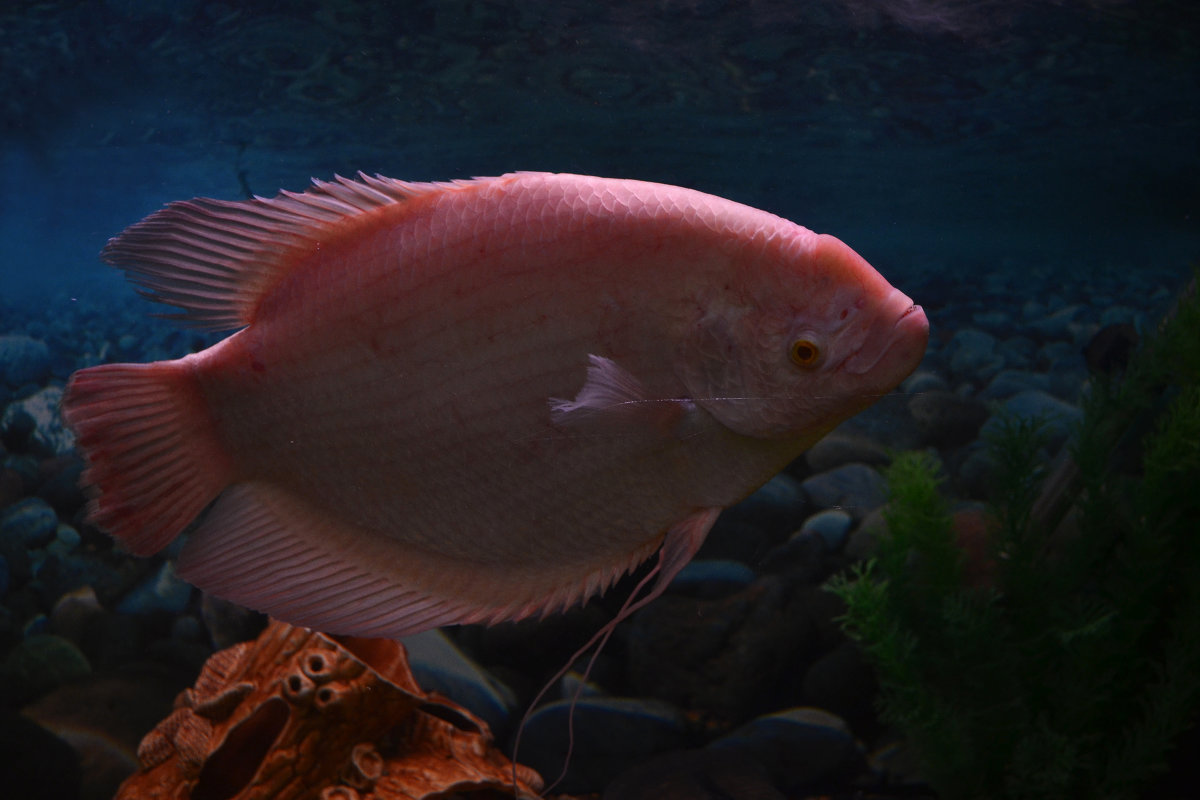 Рыбешка - Богдан Петренко