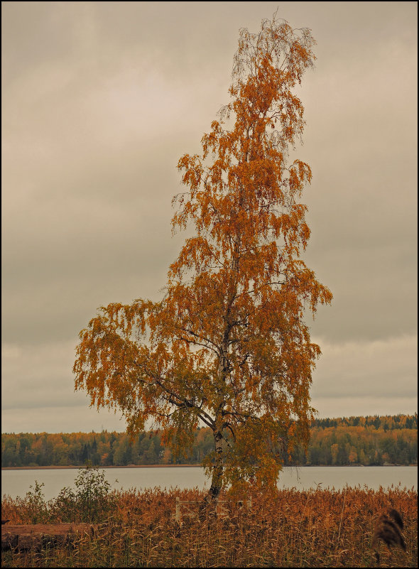 *** - Мария Белявская