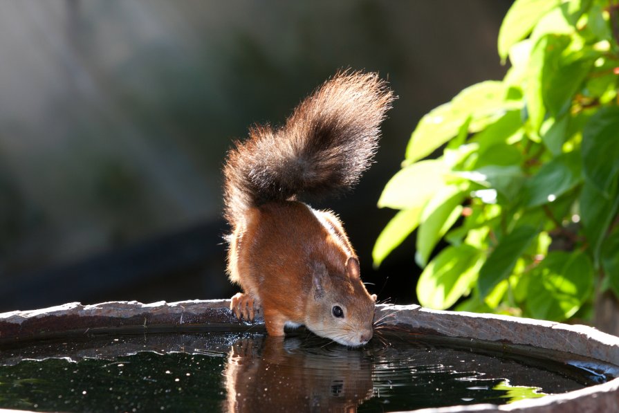 *** - Алексей Рогальский