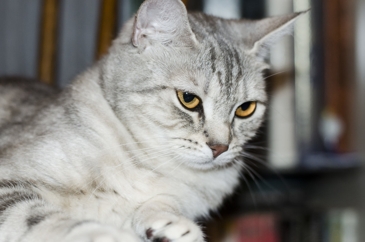 Милочка не в настроении - елена брюханова Милочка не в настроении - елена брюханова