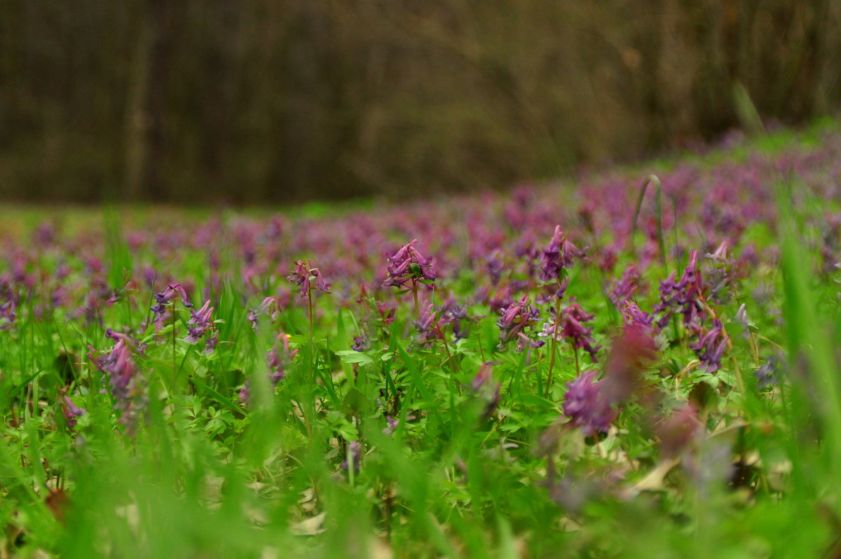 весенний коврик! - Владимир Иванов весенний коврик! - Владимир Иванов