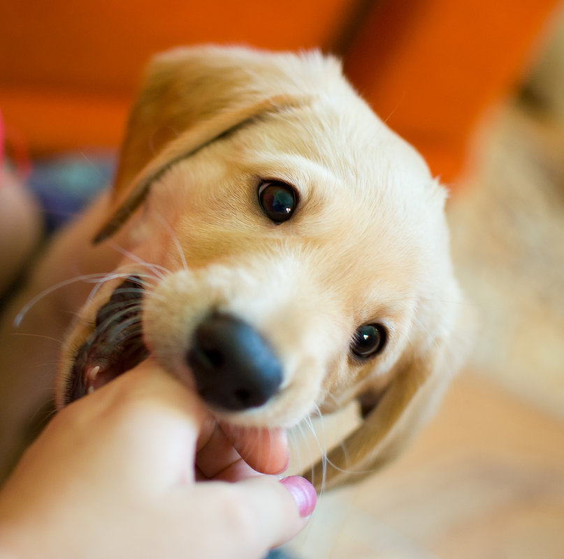 мой любимчик - Полина Дюкарева мой любимчик - Полина Дюкарева