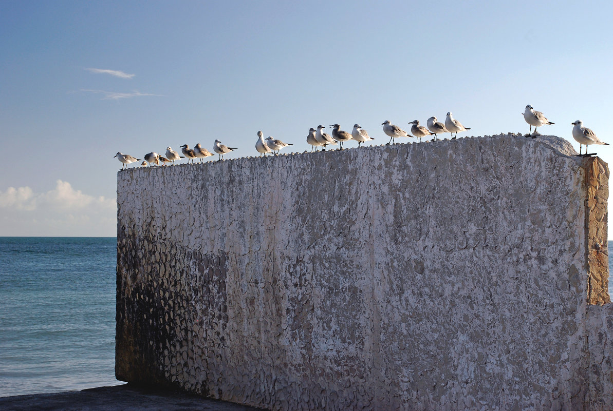 Тартуга - Пётр Заславский