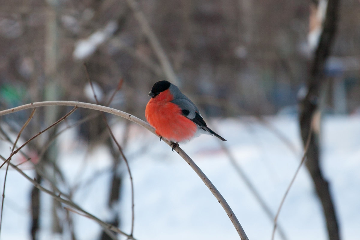 Снегирь - Юрий Лобачев Снегирь - Юрий Лобачев