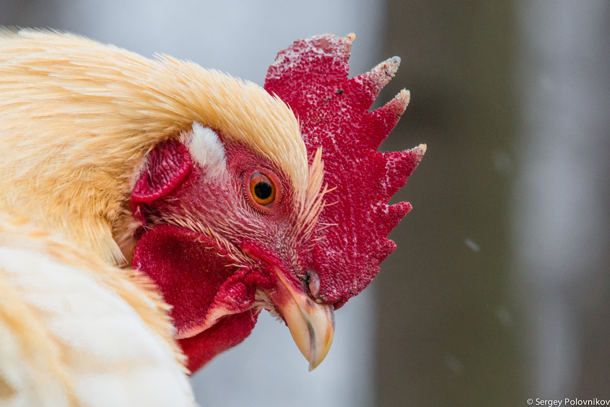 Птицы - Sergey Polovnikov