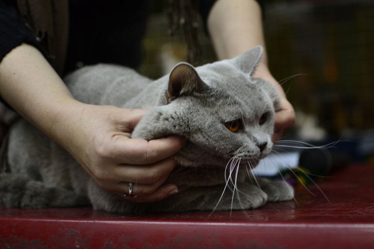 Щекастый) - Богдан Петренко Щекастый) - Богдан Петренко
