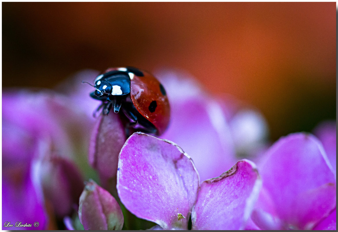 Весенняя гостья - Леонид Лившиц