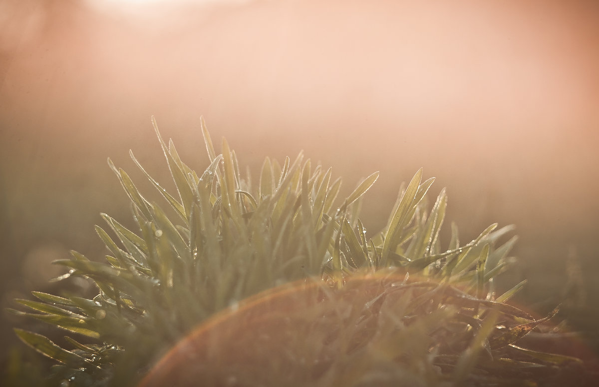 трава - Ira Oleynik