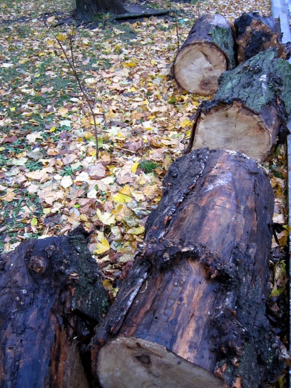 Бревна - Алла Губенко