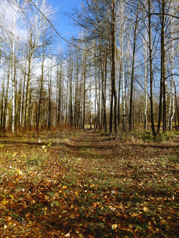 Осеняя прогулка - Денис Храменков