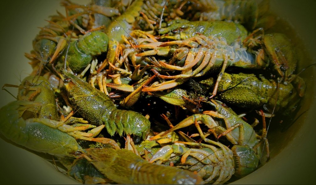 Улов! - Владимир Шошин Улов! - Владимир Шошин