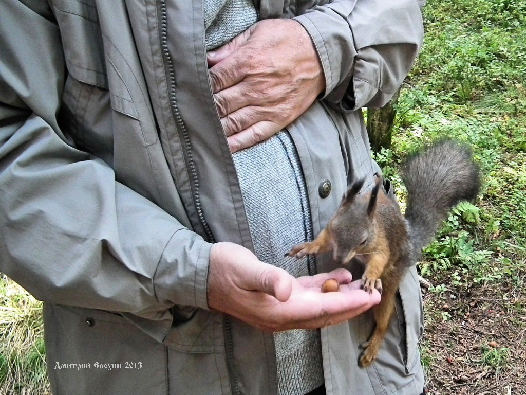 Люди бывают полезным дополнением к орехам - Дмитрий Ерохин