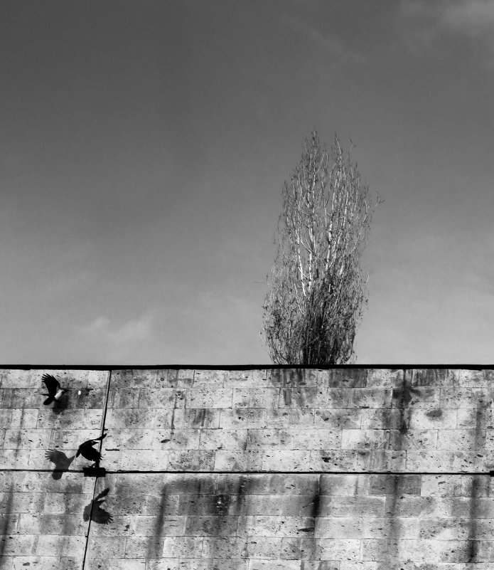 Вороны - Anna Grigoryan Вороны - Anna Grigoryan