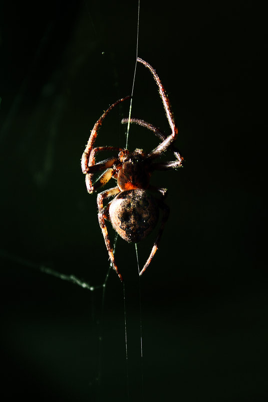 Spider. - Nikita Smirnov