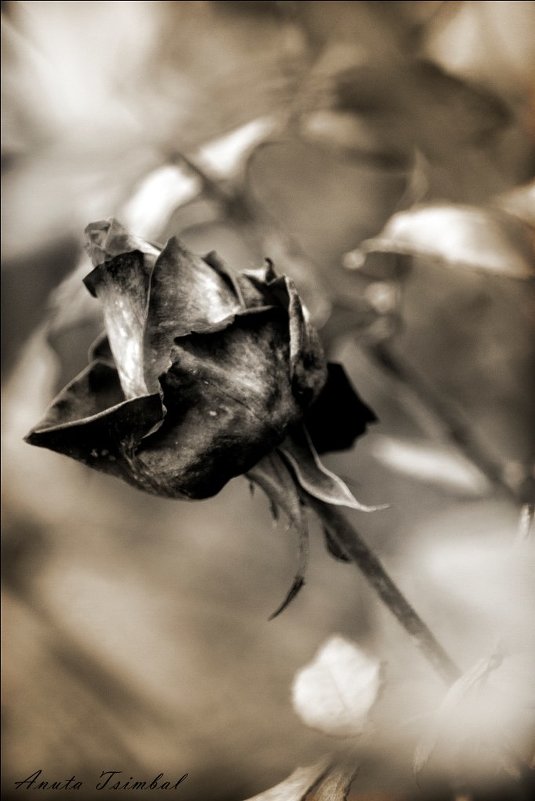 ...состояние души.. - Анюта Цымбал