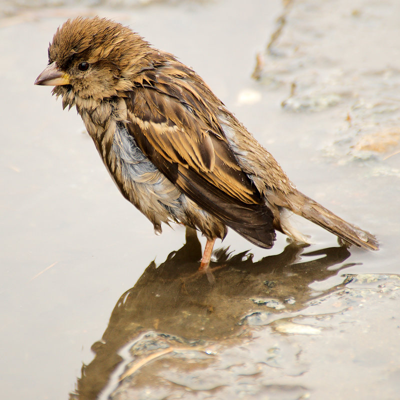 Водные процедуры - Sergey Yablokov Водные процедуры - Sergey Yablokov