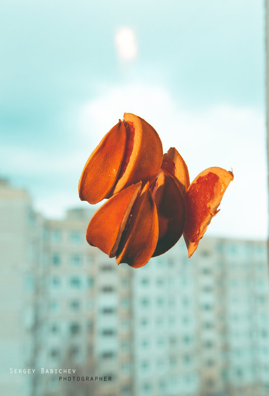 adventure grapefruit 5 - Сергей Бабичев adventure grapefruit 5 - Сергей Бабичев