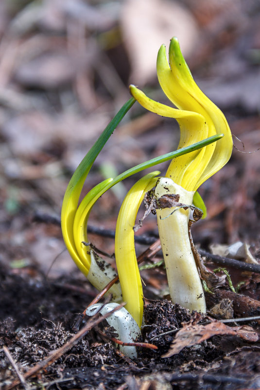 Нарциссы - Наталия Крыжановская