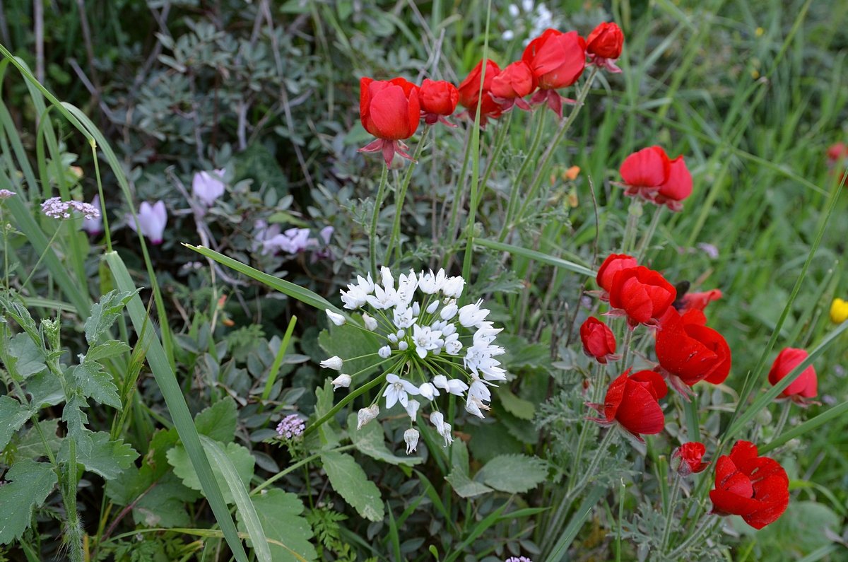 09.03.13 Азиатский лютик (Ranunculus asiaticus), нурит. На переднем плане какой-то чеснок - Борис Ржевский