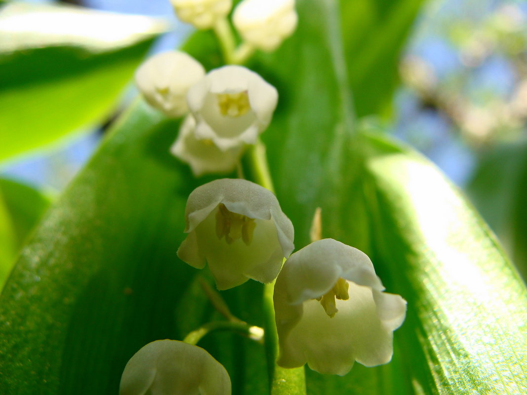 ландыши - Светлана ландыши - Светлана