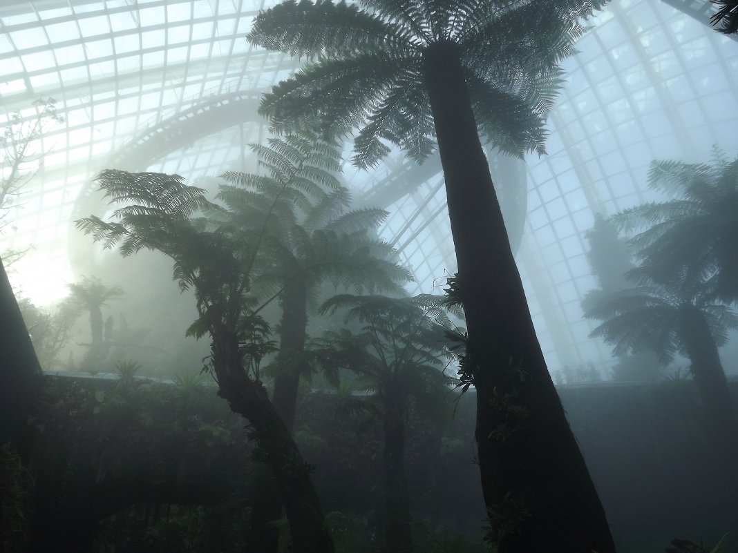 Cloud Forest - Евгения Семененко 