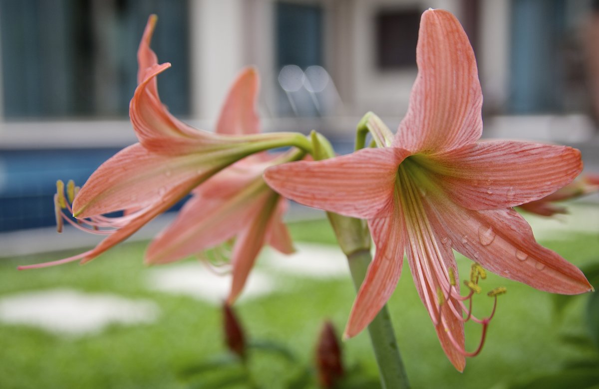 Лилия - Нина Ковзель