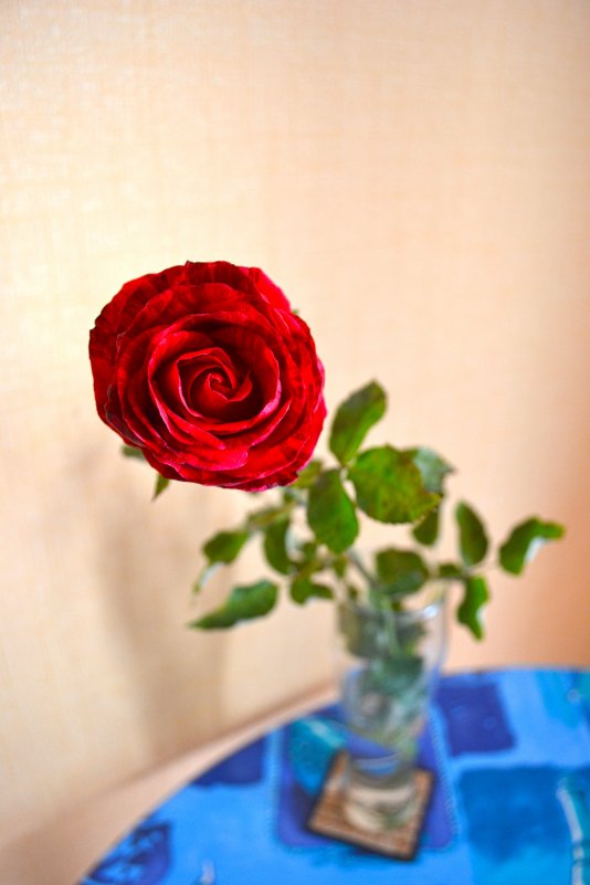 Роза - Мария Родина