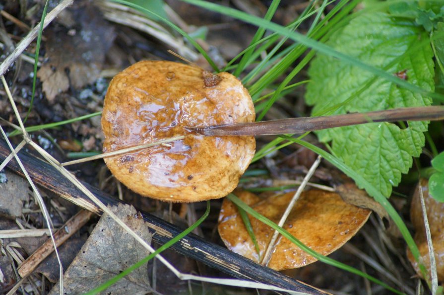 Осень - Наталья Мельникова