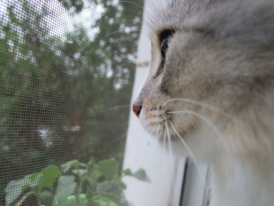 Барсюша - Катя Богомолова Барсюша - Катя Богомолова