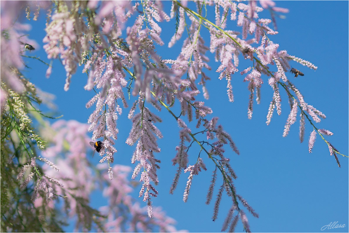 Радость от весны... - Алла Allasa Радость от весны... - Алла Allasa